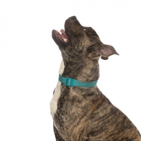 Turbo, an adoptable English Bulldog Mix in Kanab, UT_image-6