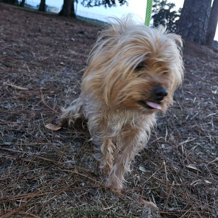Toto, an adoptable Shih Tzu in Ridgeland, SC_image-1