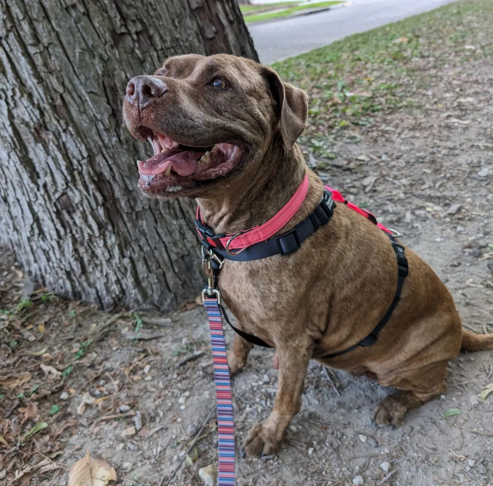 Elf, an adoptable Labrador Retriever, Mastiff in Boulder, CO, 80305 | Photo Image 1