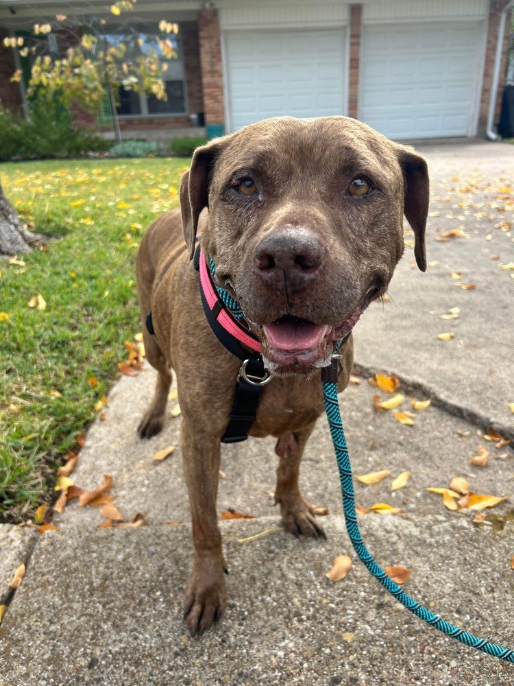 Elf, an adoptable Labrador Retriever, Mastiff in Boulder, CO, 80305 | Photo Image 2