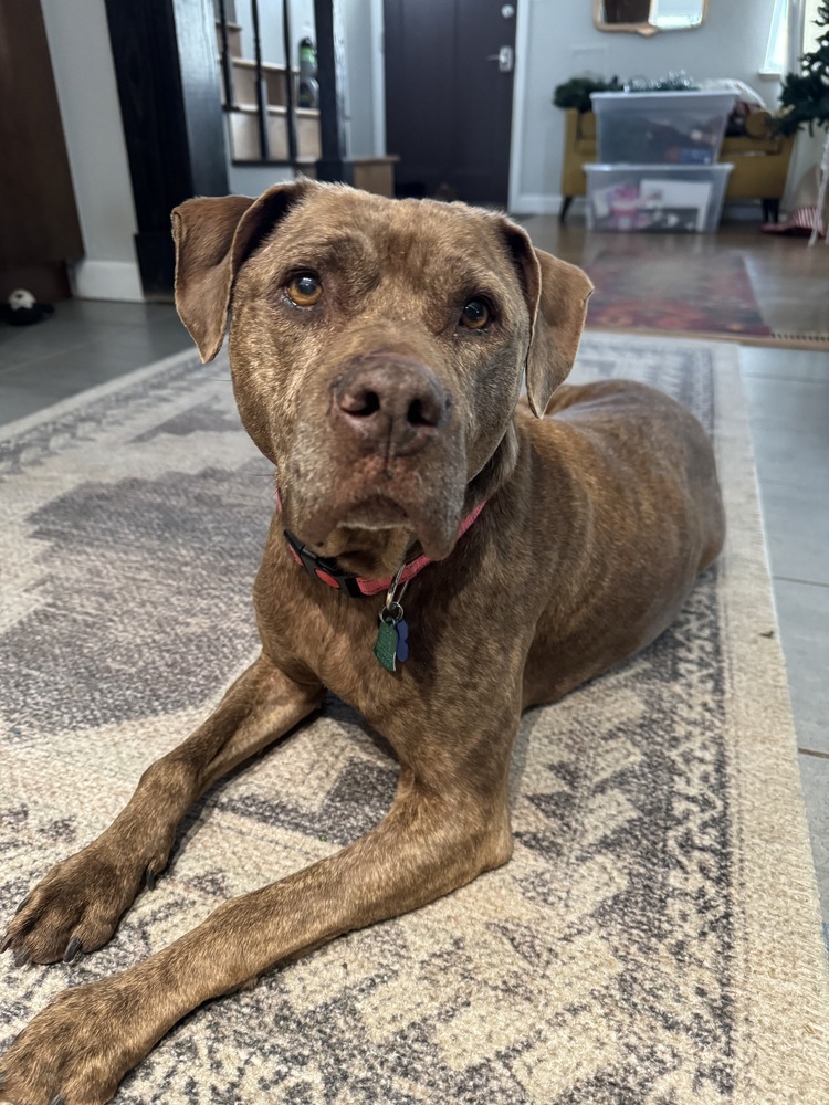 Elf, an adoptable Labrador Retriever, Mastiff in Boulder, CO, 80305 | Photo Image 3