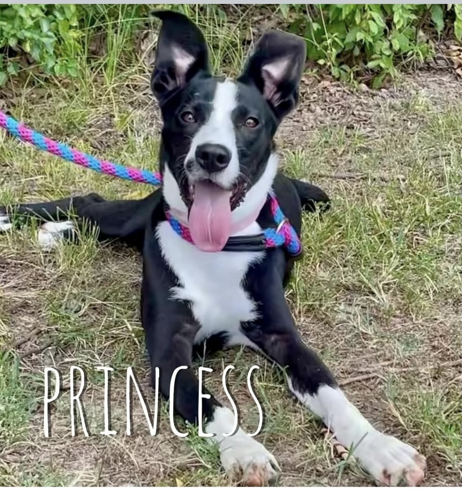 Princess, an adoptable Labrador Retriever, Border Collie in Boulder, CO, 80305 | Photo Image 1