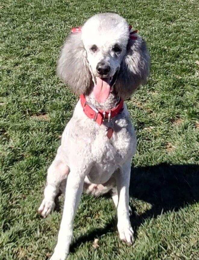 Pepsi, an adopted Standard Poodle in Walnut Creek, CA_image-1