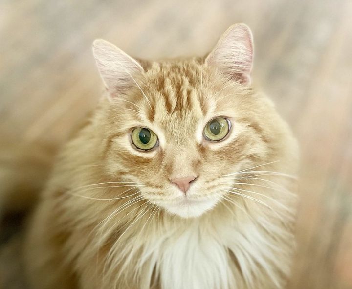 Hunter, an adoptable Maine Coon & Domestic Long Hair Mix in Anacortes, WA_image-1