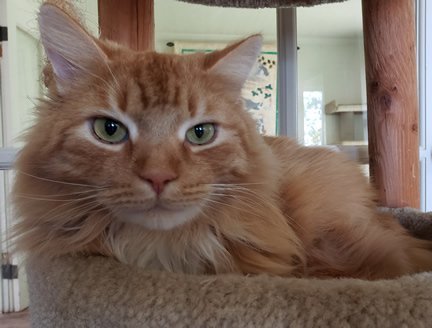 Hunter, an adoptable Maine Coon & Domestic Long Hair Mix in Anacortes, WA_image-3