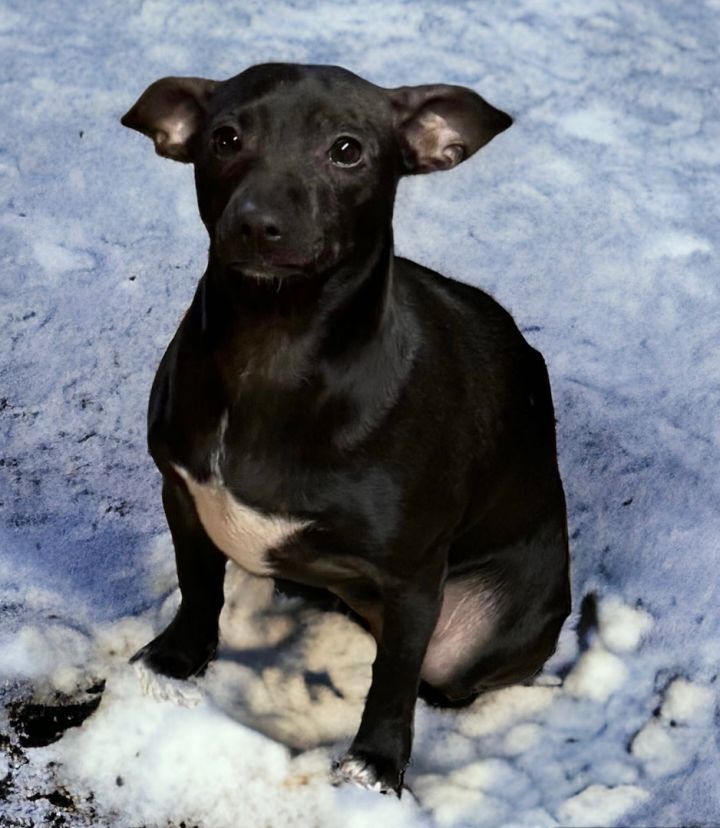 Maria , an adopted Chihuahua & Italian Greyhound Mix in Pelham, NH_image-4
