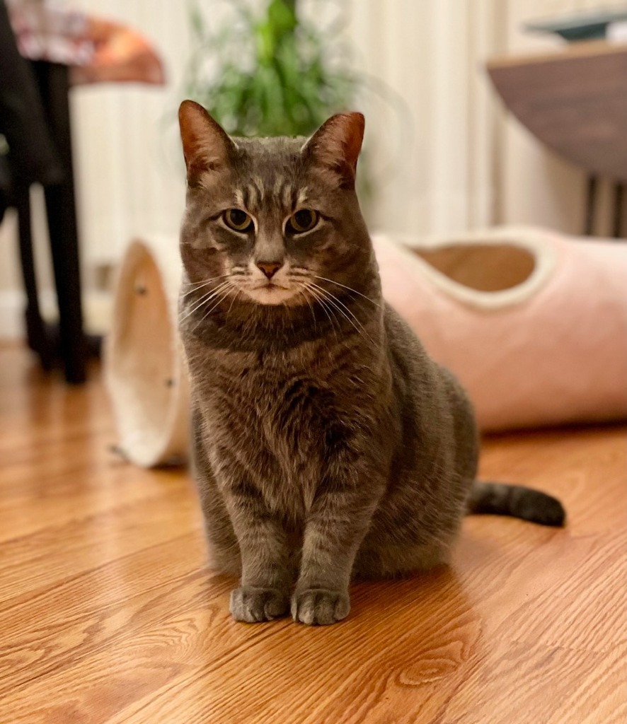 Graysie, an adoptable Domestic Short Hair in Pawtucket, RI, 02860 | Photo Image 1