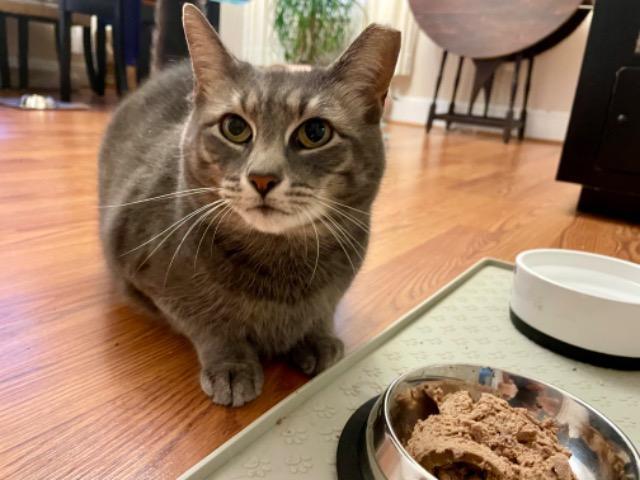 Graysie, an adoptable Domestic Short Hair in Pawtucket, RI, 02860 | Photo Image 2