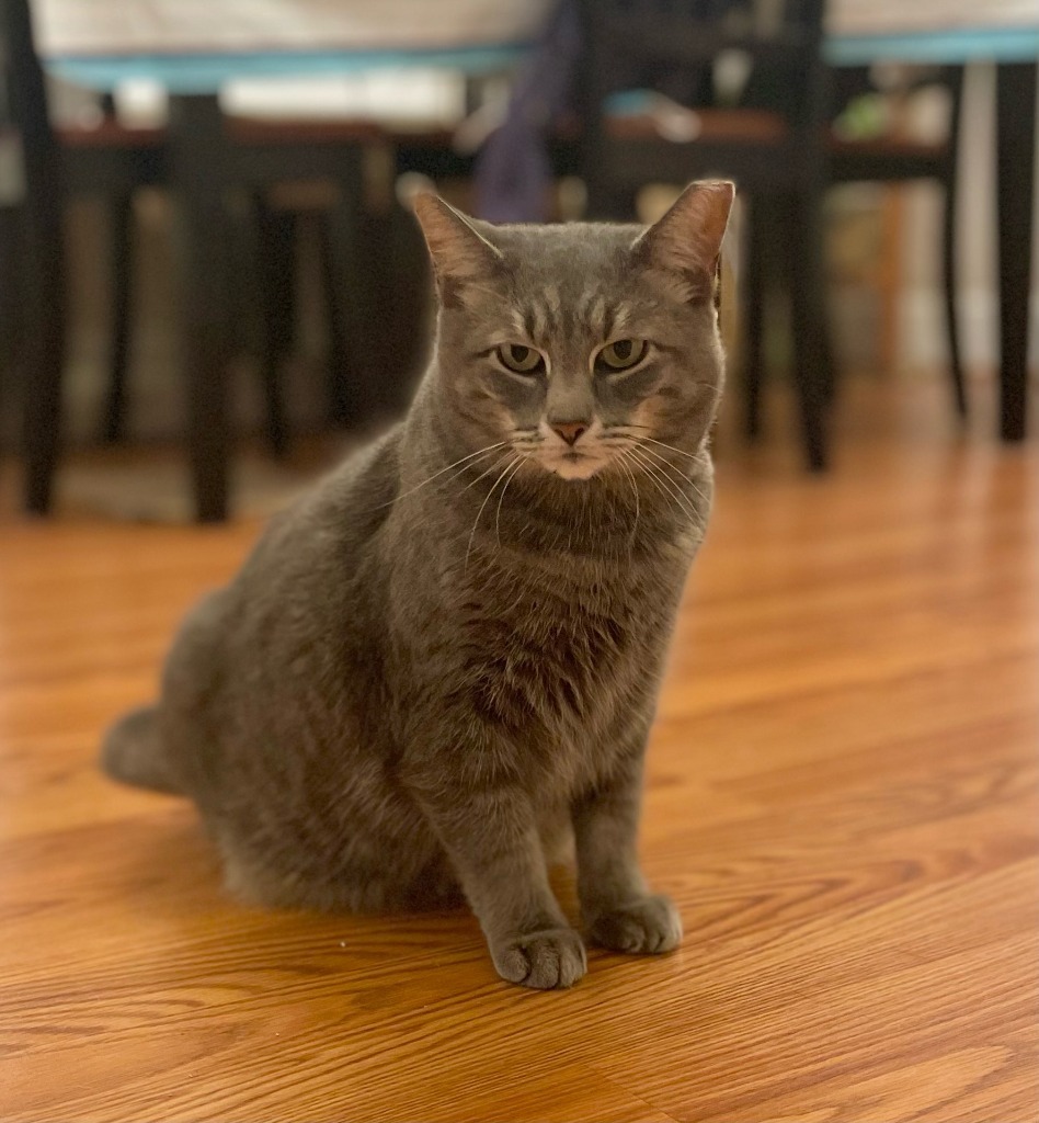 Graysie, an adoptable Domestic Short Hair in Pawtucket, RI, 02860 | Photo Image 3