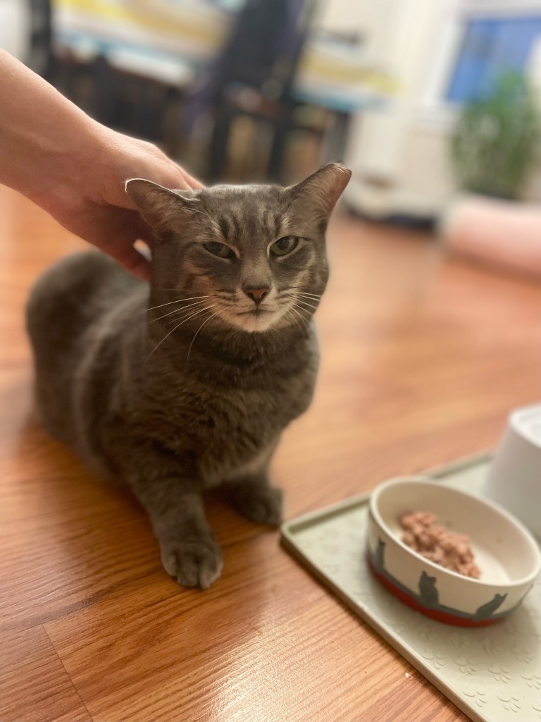 Graysie, an adoptable Domestic Short Hair in Pawtucket, RI, 02860 | Photo Image 4