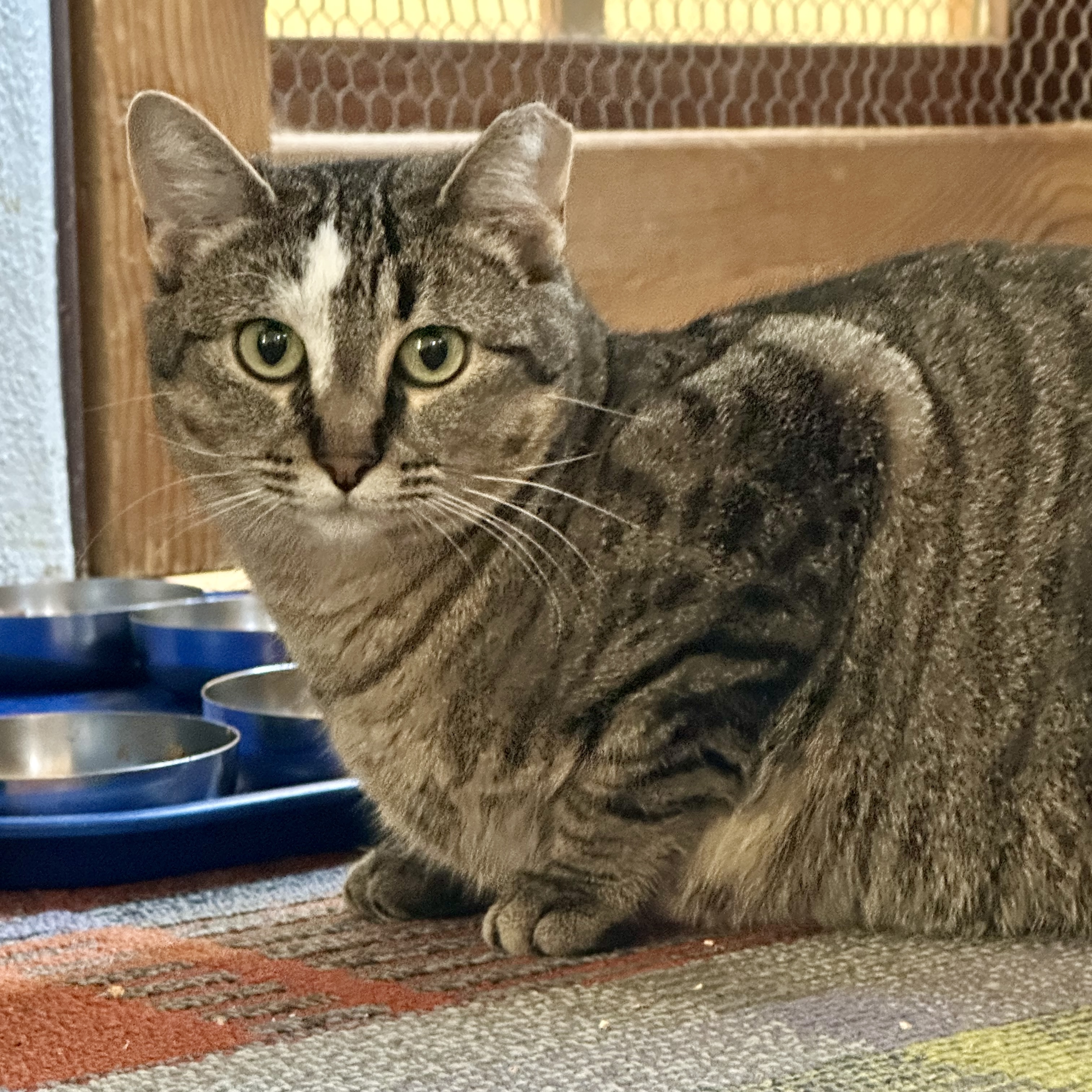 Sweet Feraline, an adoptable Domestic Short Hair in Santa Fe, NM, 87501 | Photo Image 1