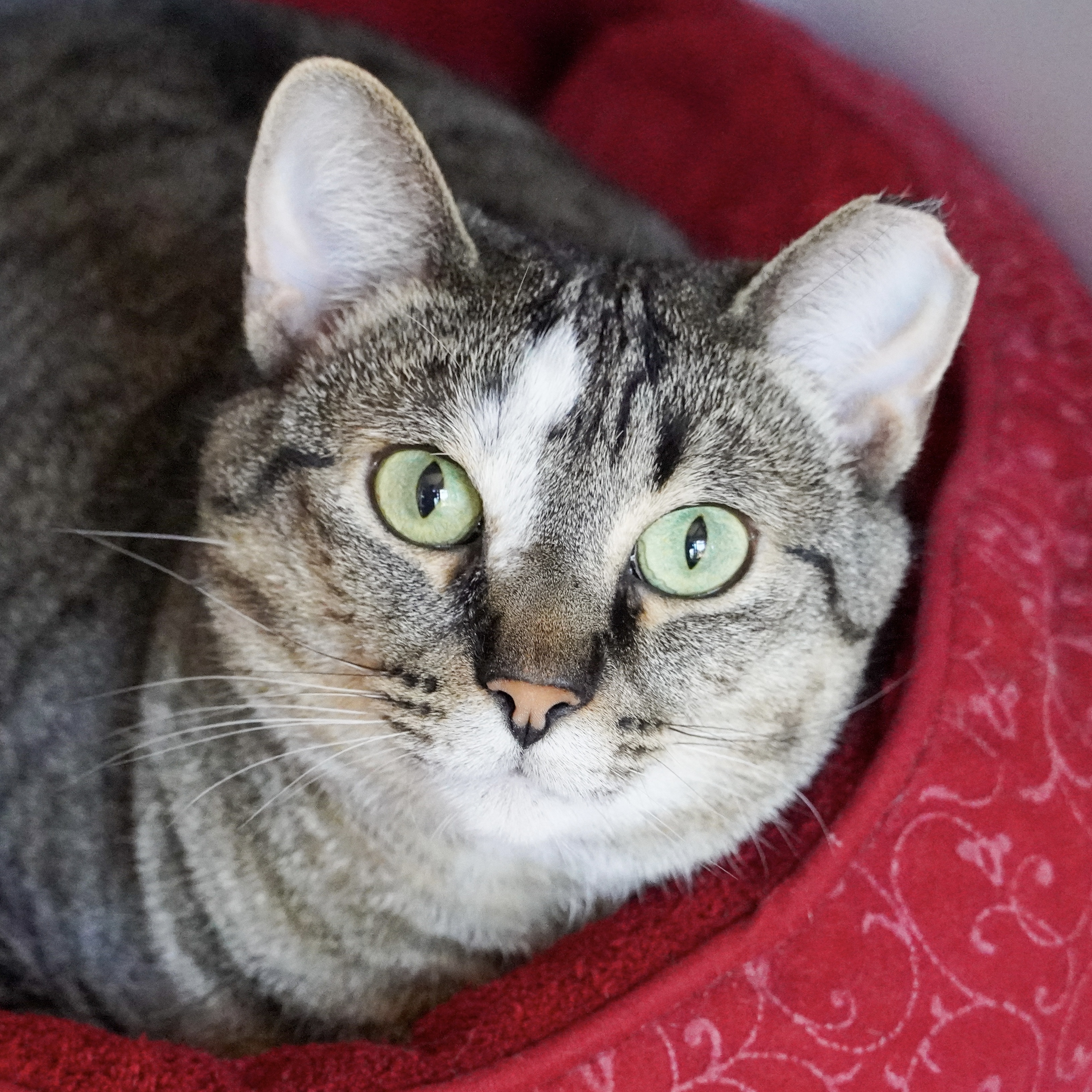 Sweet Feraline, an adoptable Domestic Short Hair in Santa Fe, NM, 87501 | Photo Image 1