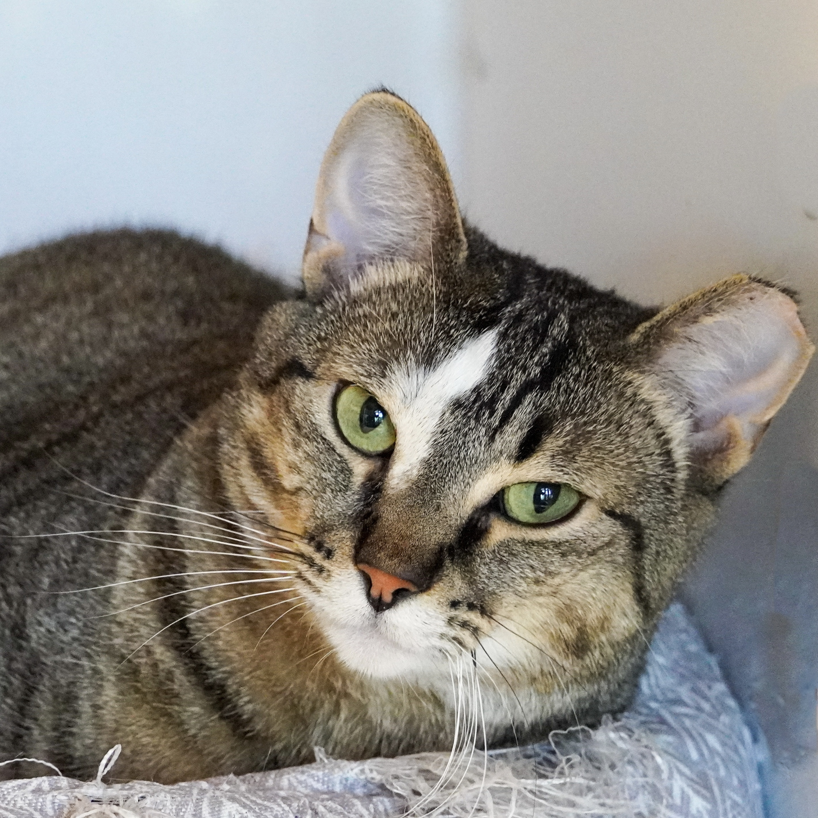 Sweet Feraline, an adoptable Domestic Short Hair in Santa Fe, NM, 87501 | Photo Image 2