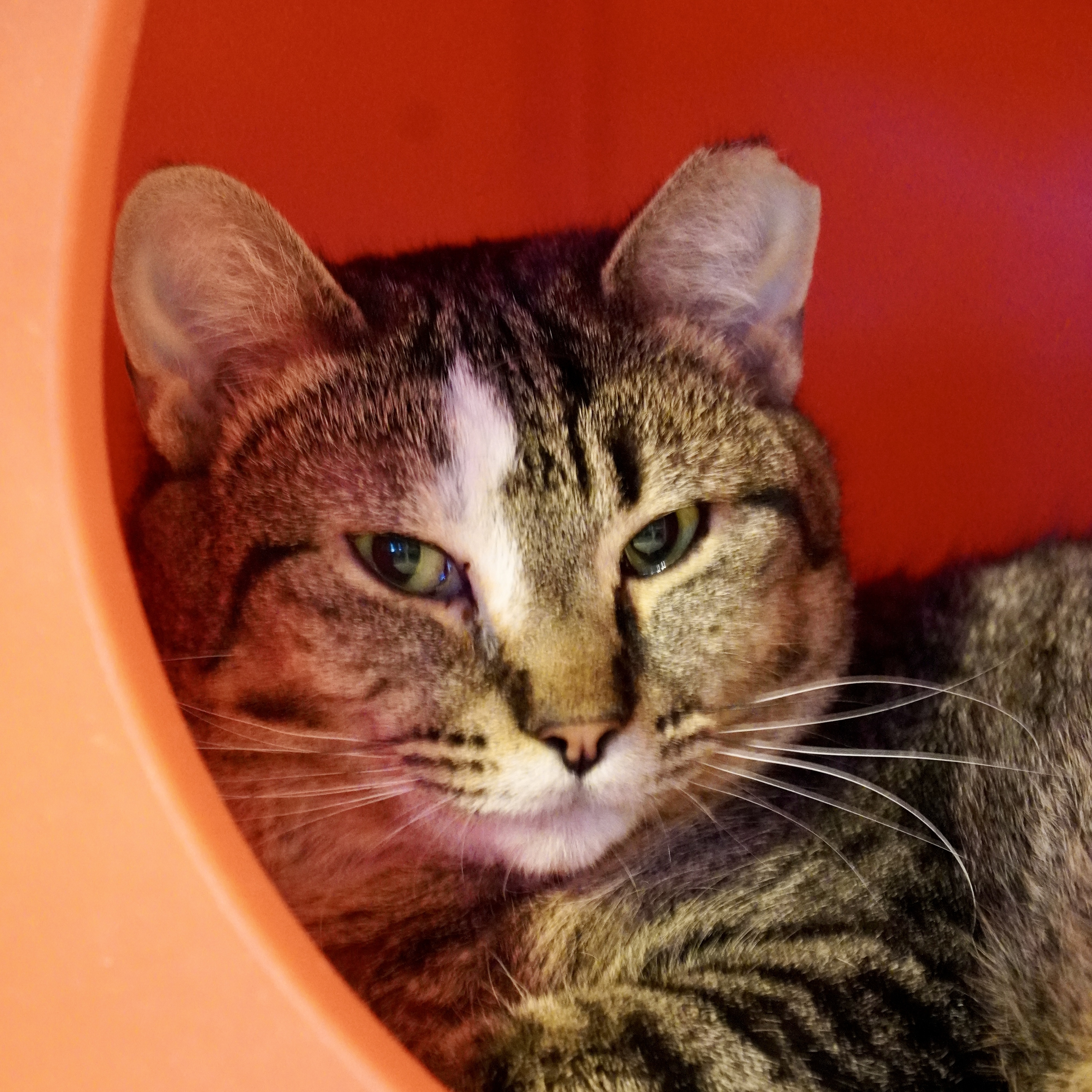 Sweet Feraline, an adoptable Domestic Short Hair in Santa Fe, NM, 87501 | Photo Image 3