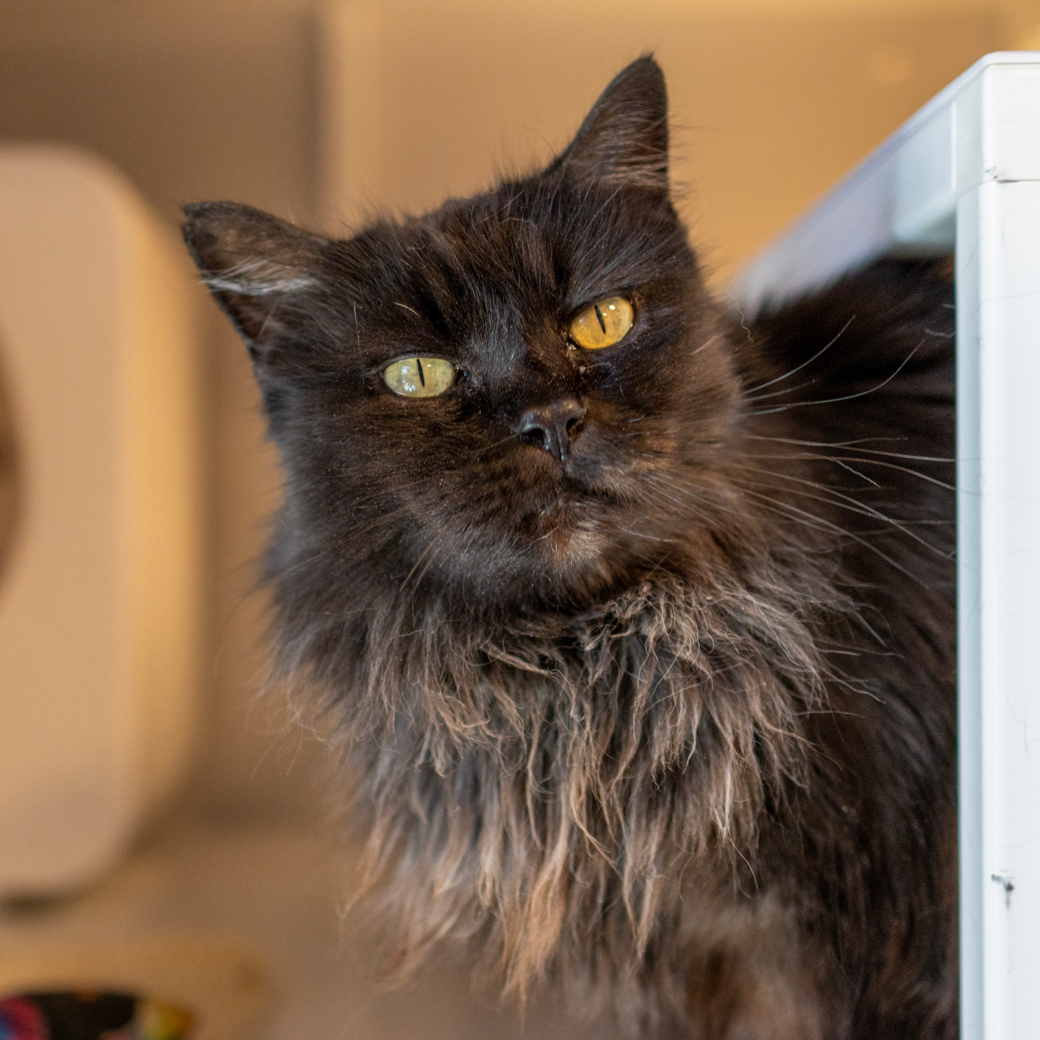 Salem Luna, an adoptable Domestic Long Hair in Santa Fe, NM, 87501 | Photo Image 1