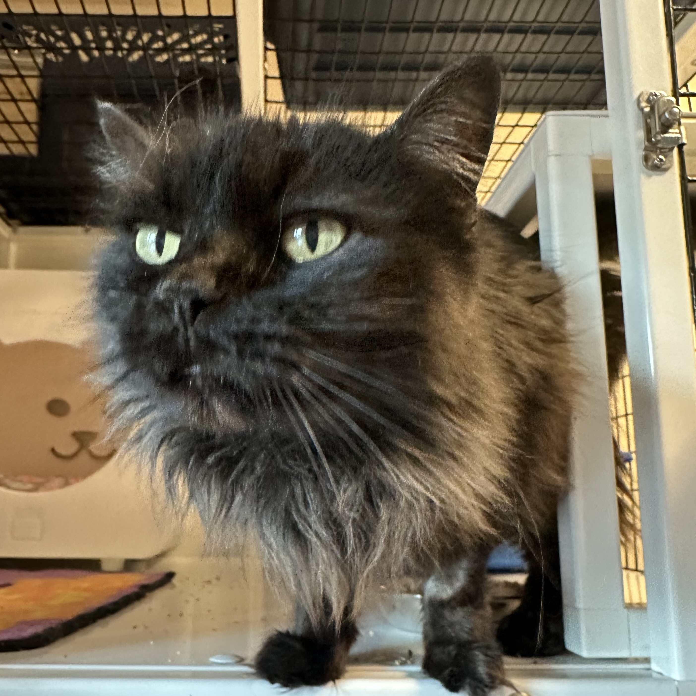 Salem Luna, an adoptable Domestic Long Hair in Santa Fe, NM, 87501 | Photo Image 2