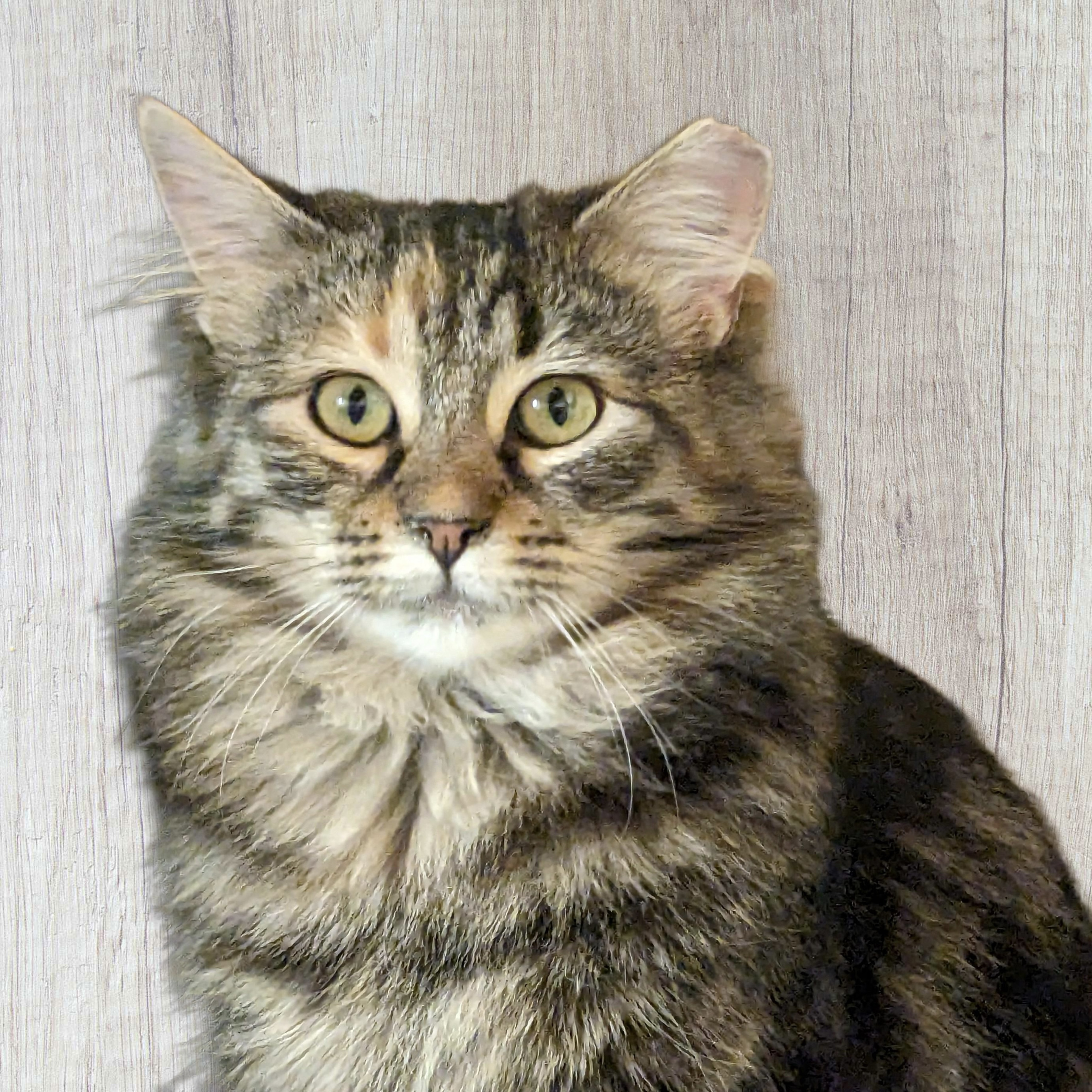 Cedar, an adoptable Domestic Short Hair in Santa Fe, NM, 87501 | Photo Image 1