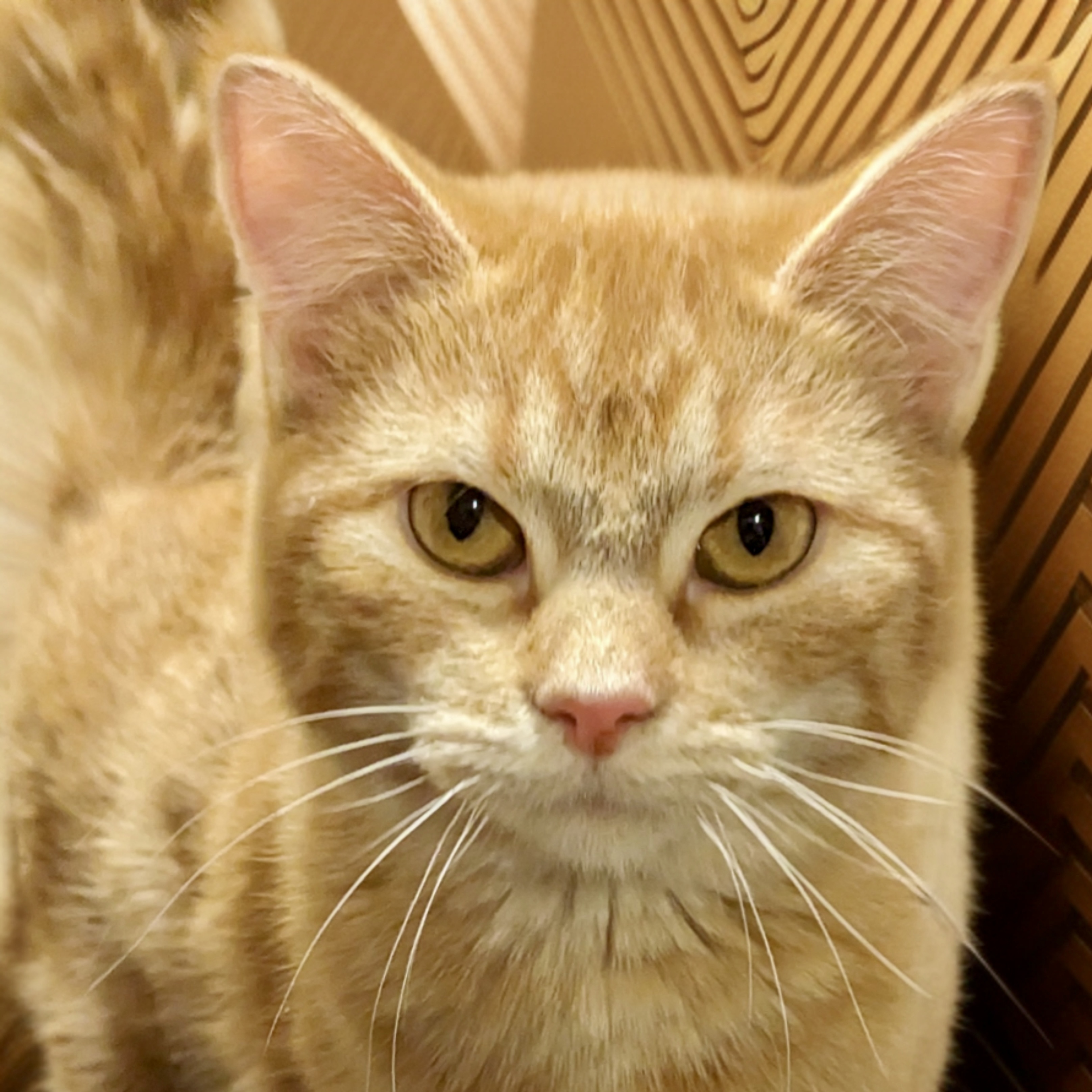 Cheeseball, an adoptable Domestic Short Hair in Santa Fe, NM, 87501 | Photo Image 1