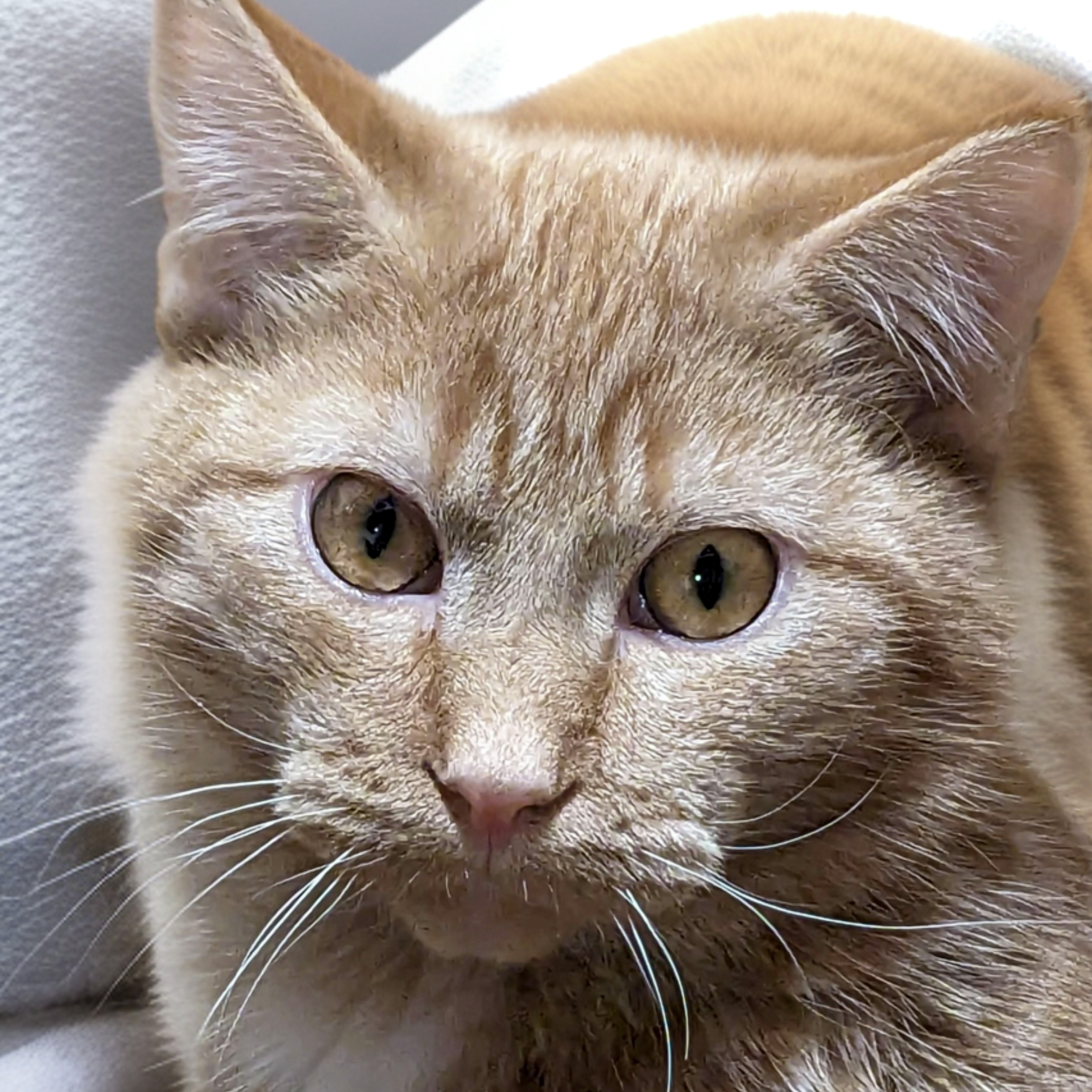 Cheesepuff, an adoptable Domestic Short Hair in Santa Fe, NM, 87501 | Photo Image 1