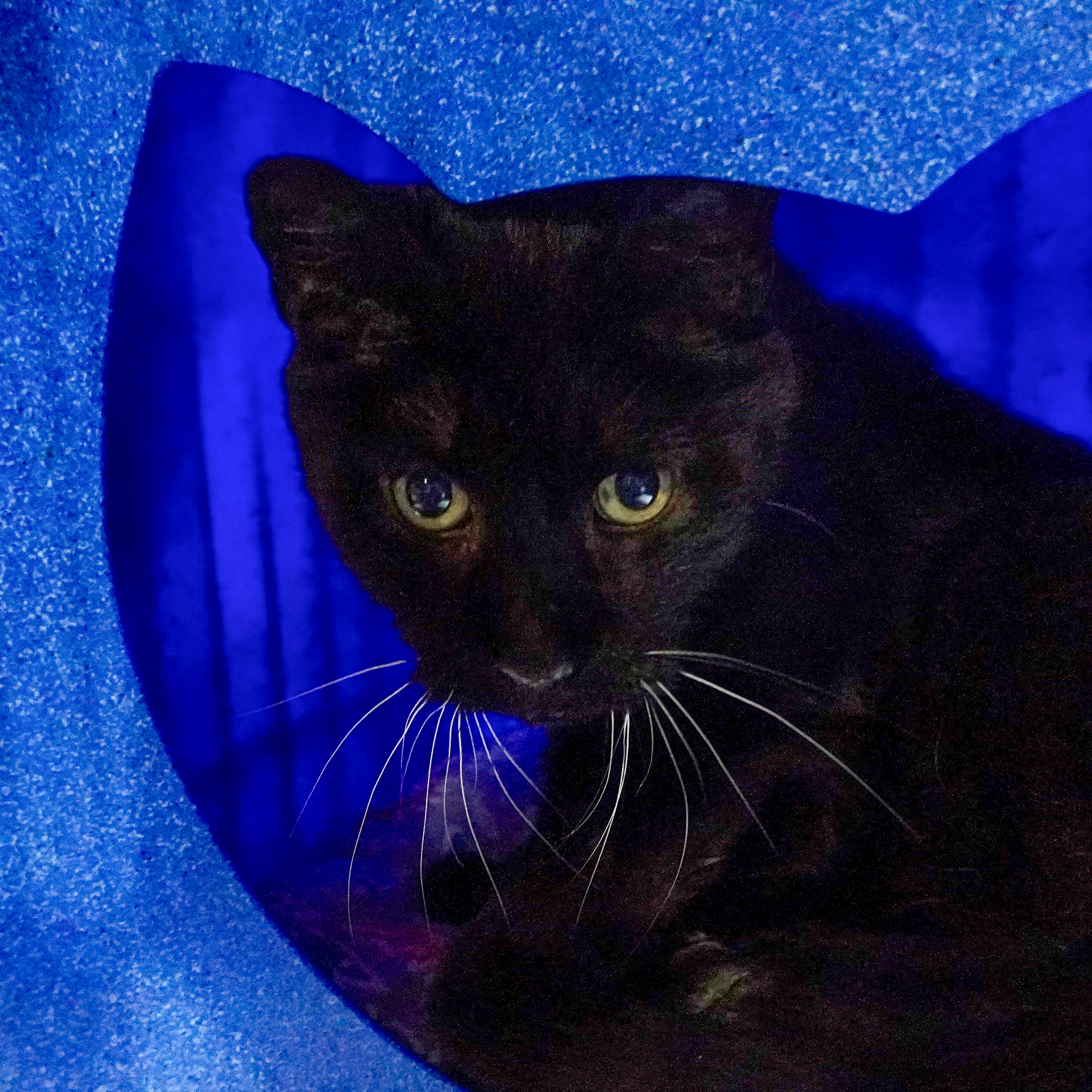 Keanu, an adoptable Domestic Short Hair in Santa Fe, NM, 87501 | Photo Image 2