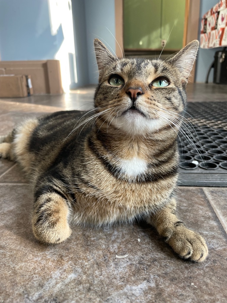 Topaz, an adoptable Domestic Short Hair in Glenfield, NY, 13343 | Photo Image 1