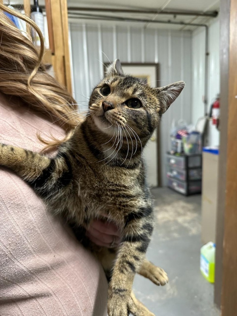 Topaz, an adoptable Domestic Short Hair in Glenfield, NY, 13343 | Photo Image 2