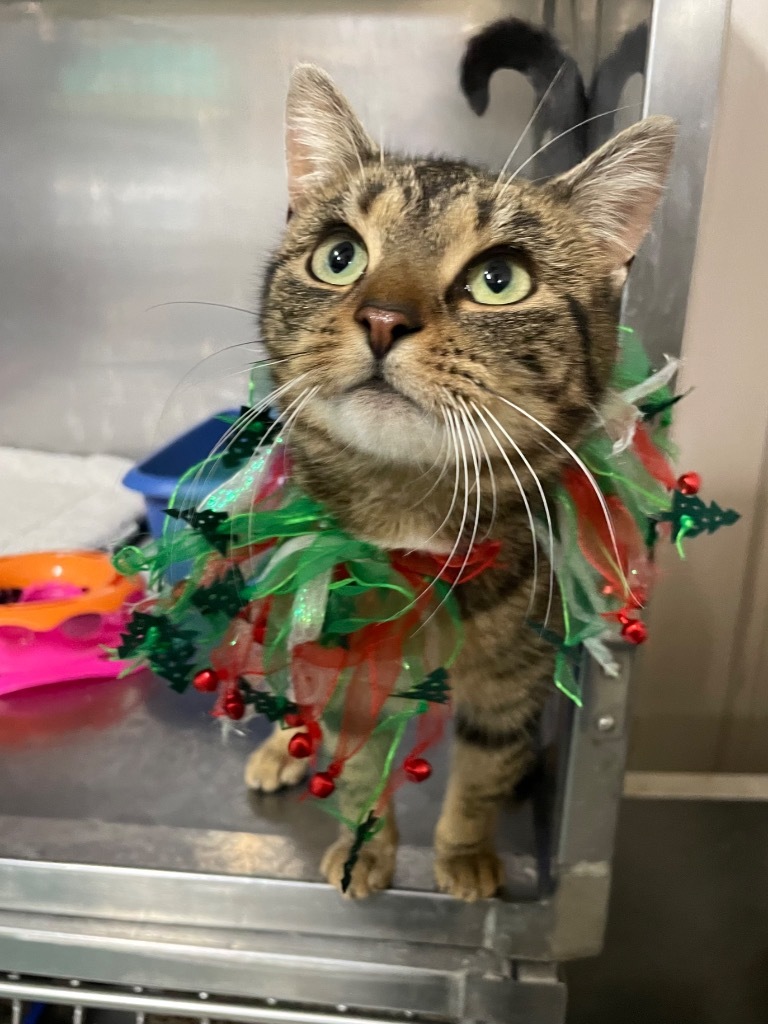 Topaz, an adoptable Domestic Short Hair in Glenfield, NY, 13343 | Photo Image 3