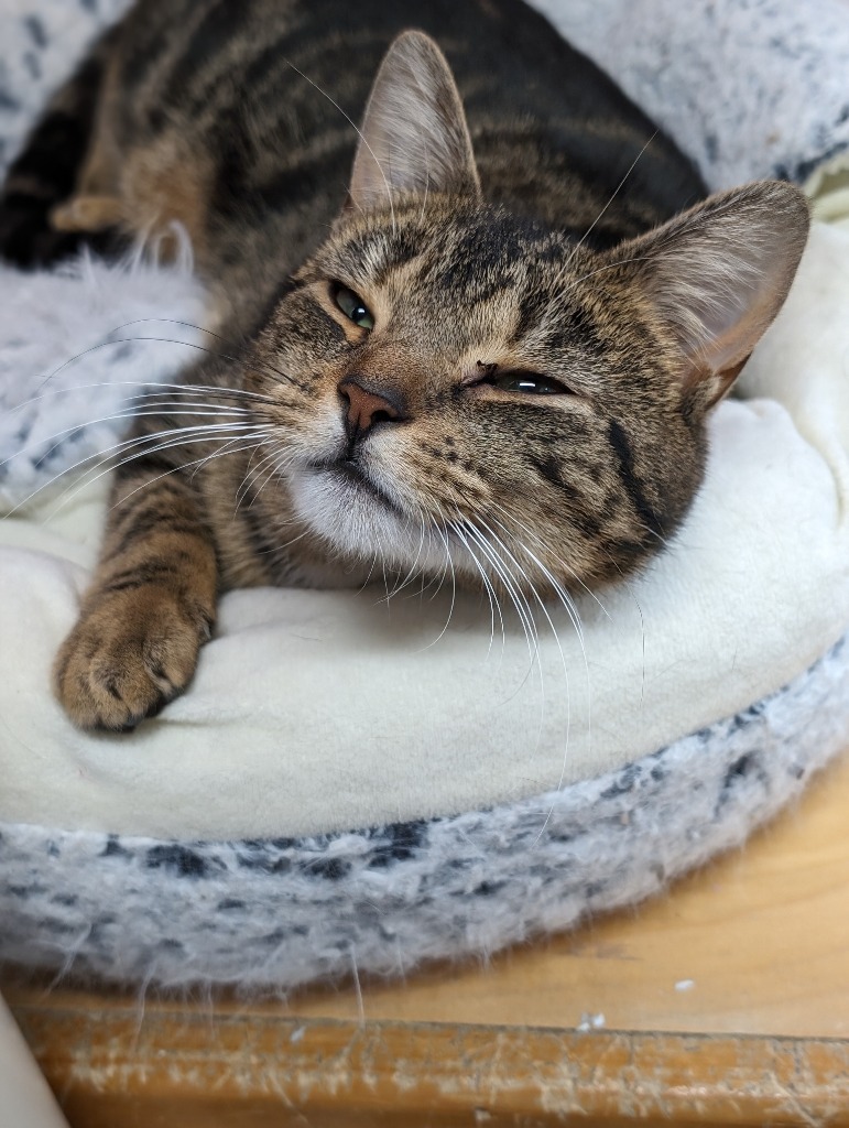 Topaz, an adoptable Domestic Short Hair in Glenfield, NY, 13343 | Photo Image 4