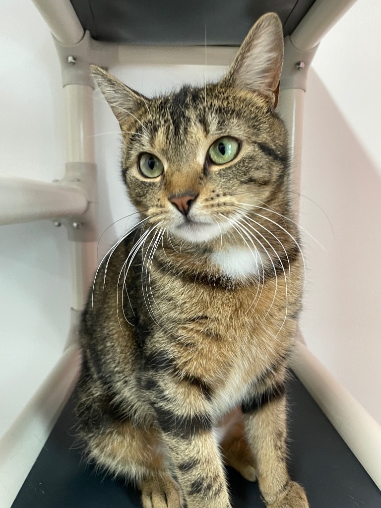 Topaz, an adoptable Domestic Short Hair in Glenfield, NY, 13343 | Photo Image 5