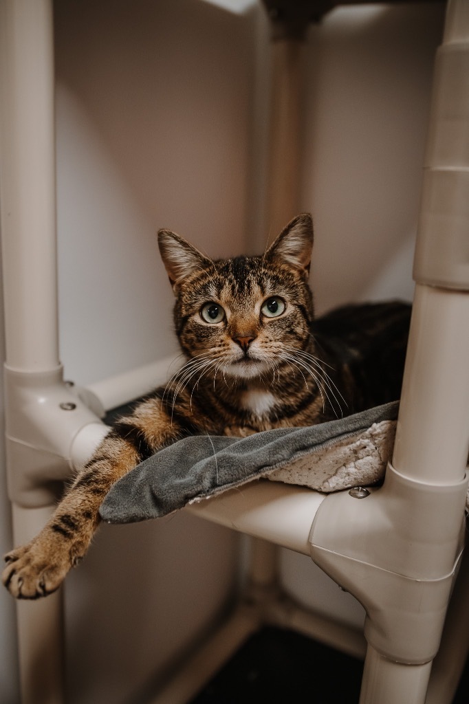 Topaz, an adoptable Domestic Short Hair in Glenfield, NY, 13343 | Photo Image 6