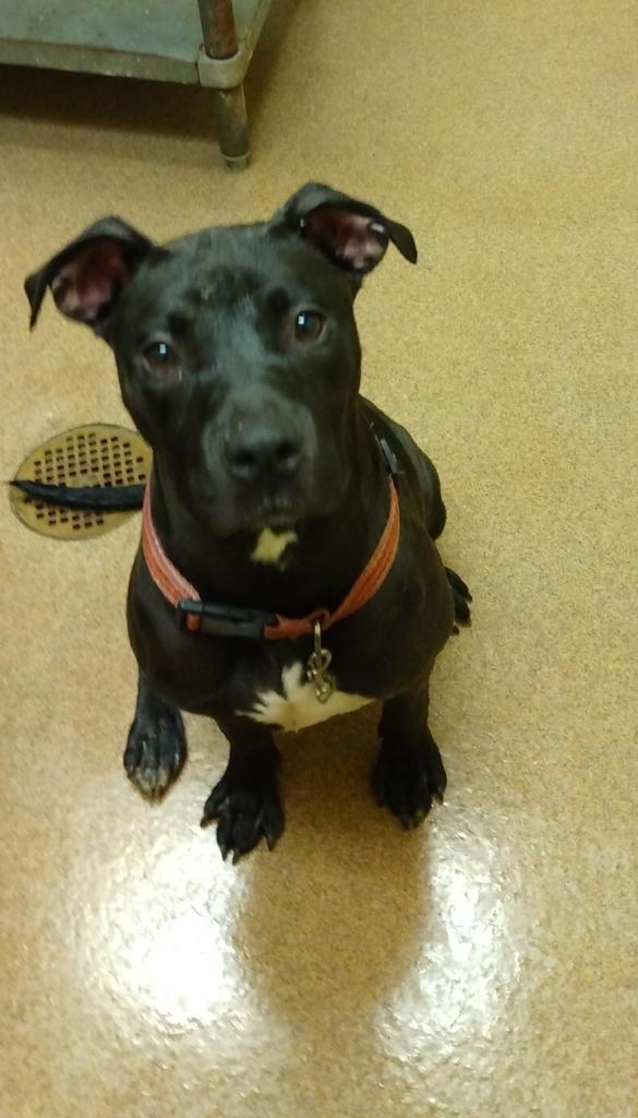 BARBIE, an adoptable Mixed Breed, Terrier in Florence, SC, 29506 | Photo Image 2