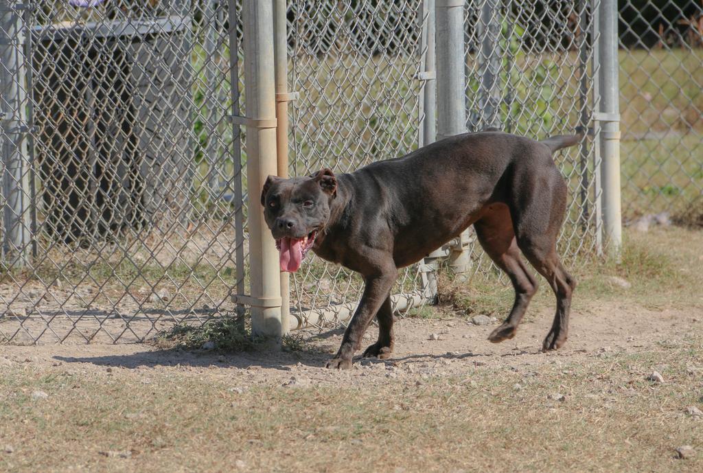 BARBIE, an adoptable Mixed Breed, Terrier in Florence, SC, 29506 | Photo Image 3