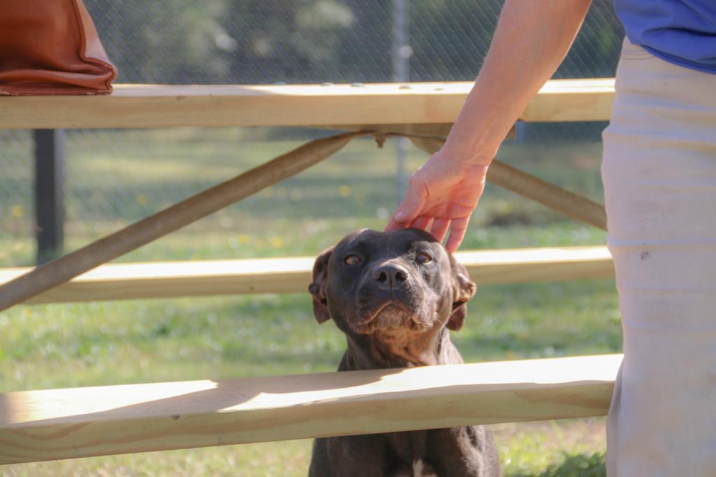 BARBIE, an adoptable Mixed Breed, Terrier in Florence, SC, 29506 | Photo Image 4