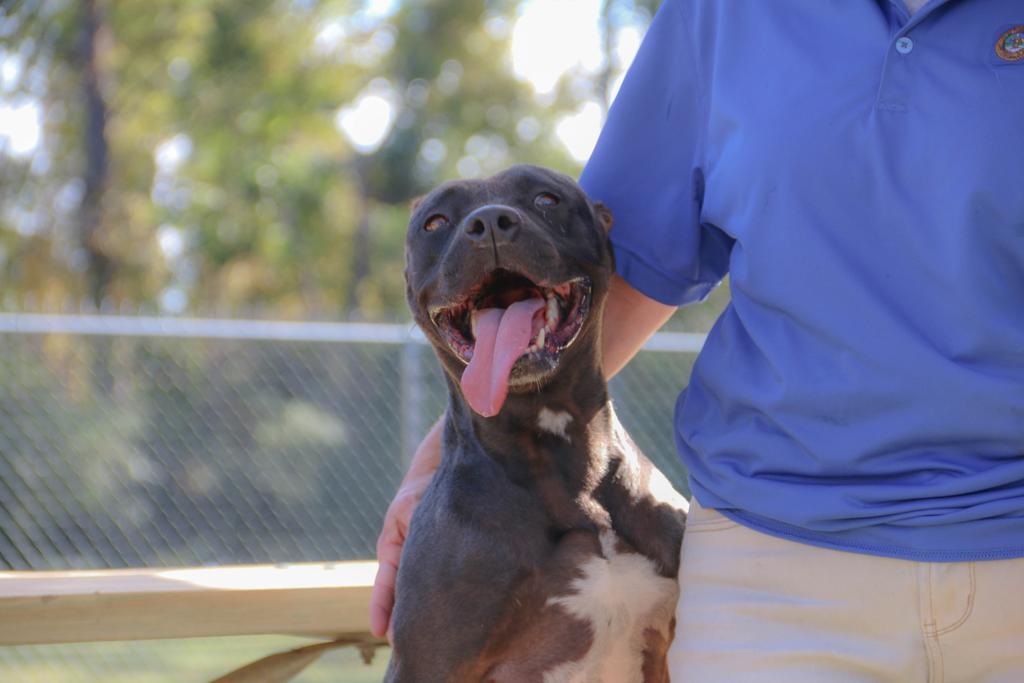 BARBIE, an adoptable Mixed Breed, Terrier in Florence, SC, 29506 | Photo Image 5