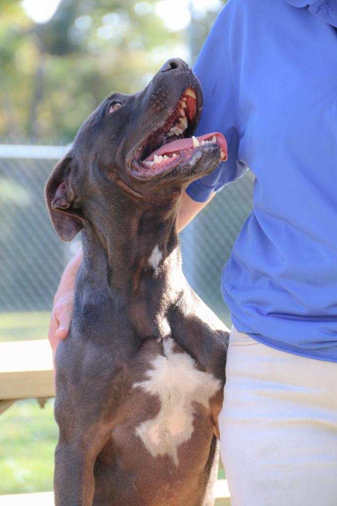 BARBIE, an adoptable Mixed Breed, Terrier in Florence, SC, 29506 | Photo Image 6