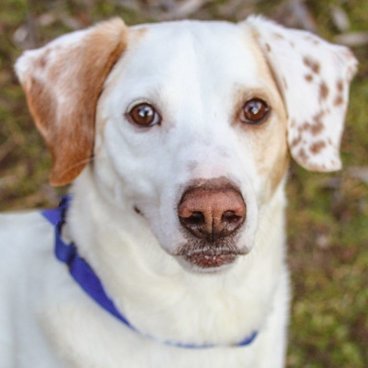 Catahoula leopard beagle store mix