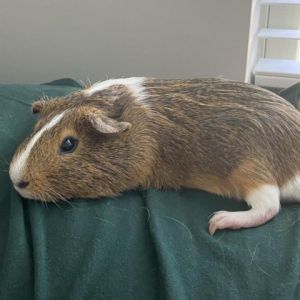 Im Twiggy a young American male guinea pig who was found living for a month in dense woods near an