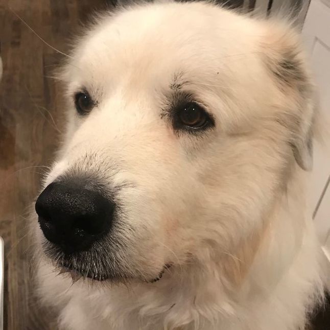 Great pyrenees of atlanta hot sale