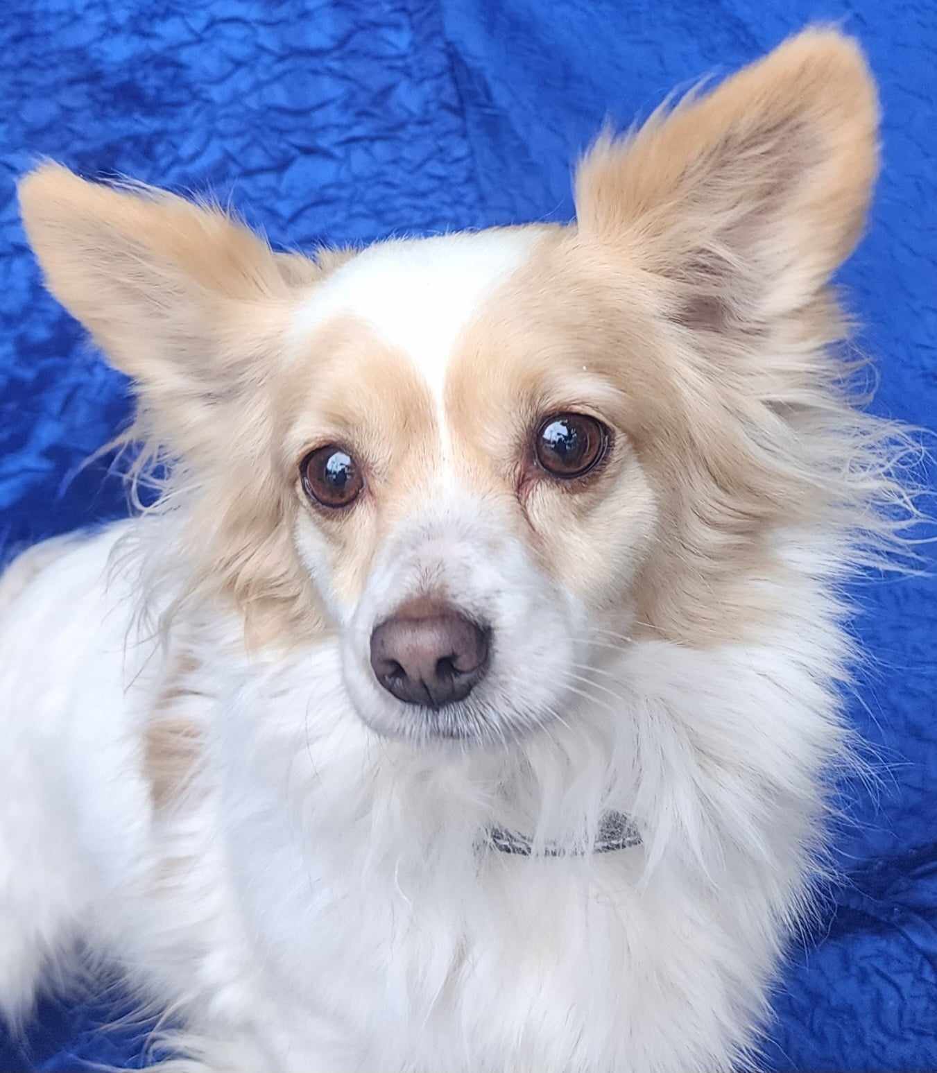Benny Walworth Kramer, an adoptable Chihuahua, Pomeranian in Cuba, NY, 14727 | Photo Image 1
