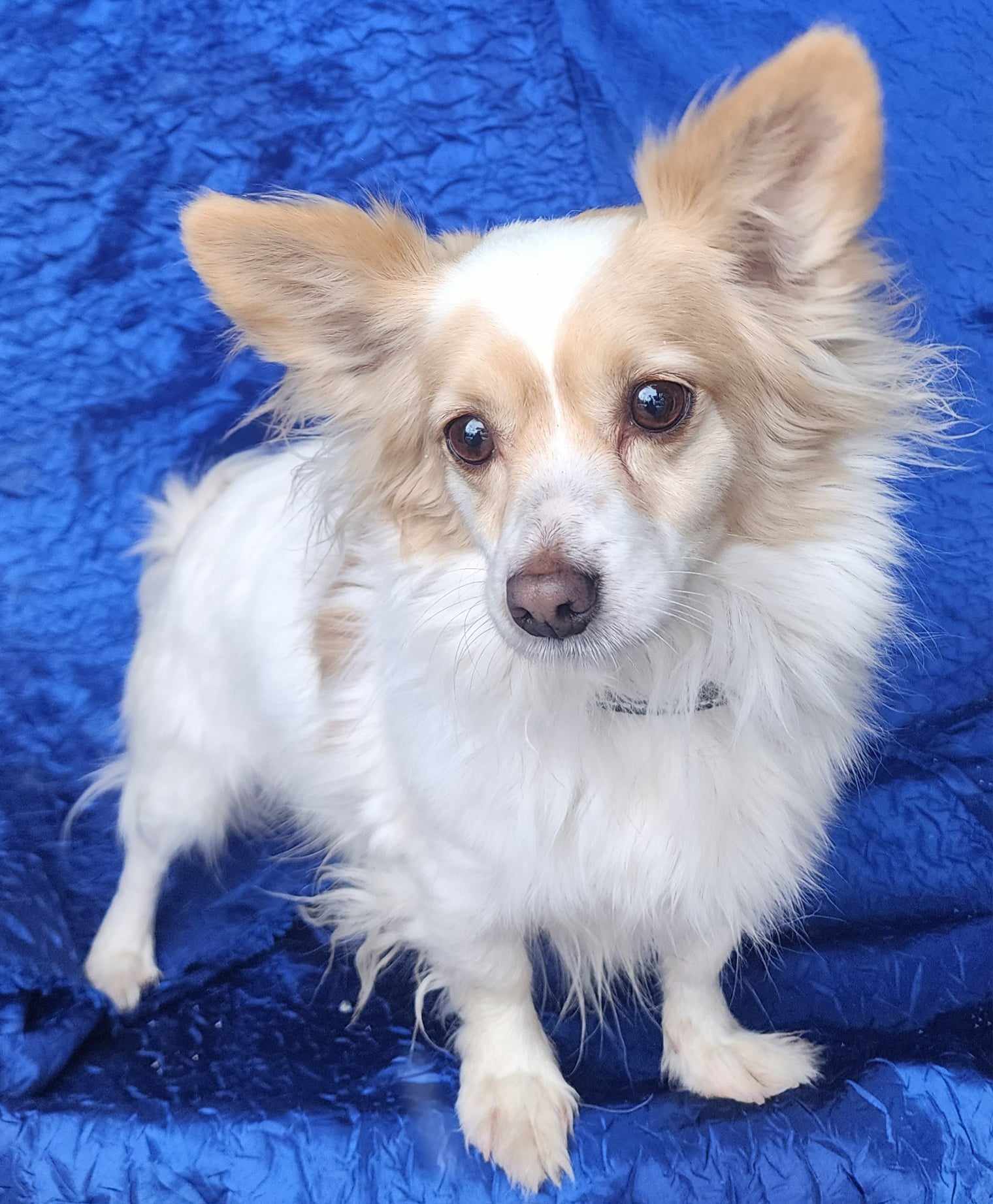 Benny Walworth Kramer, an adoptable Chihuahua, Pomeranian in Cuba, NY, 14727 | Photo Image 2