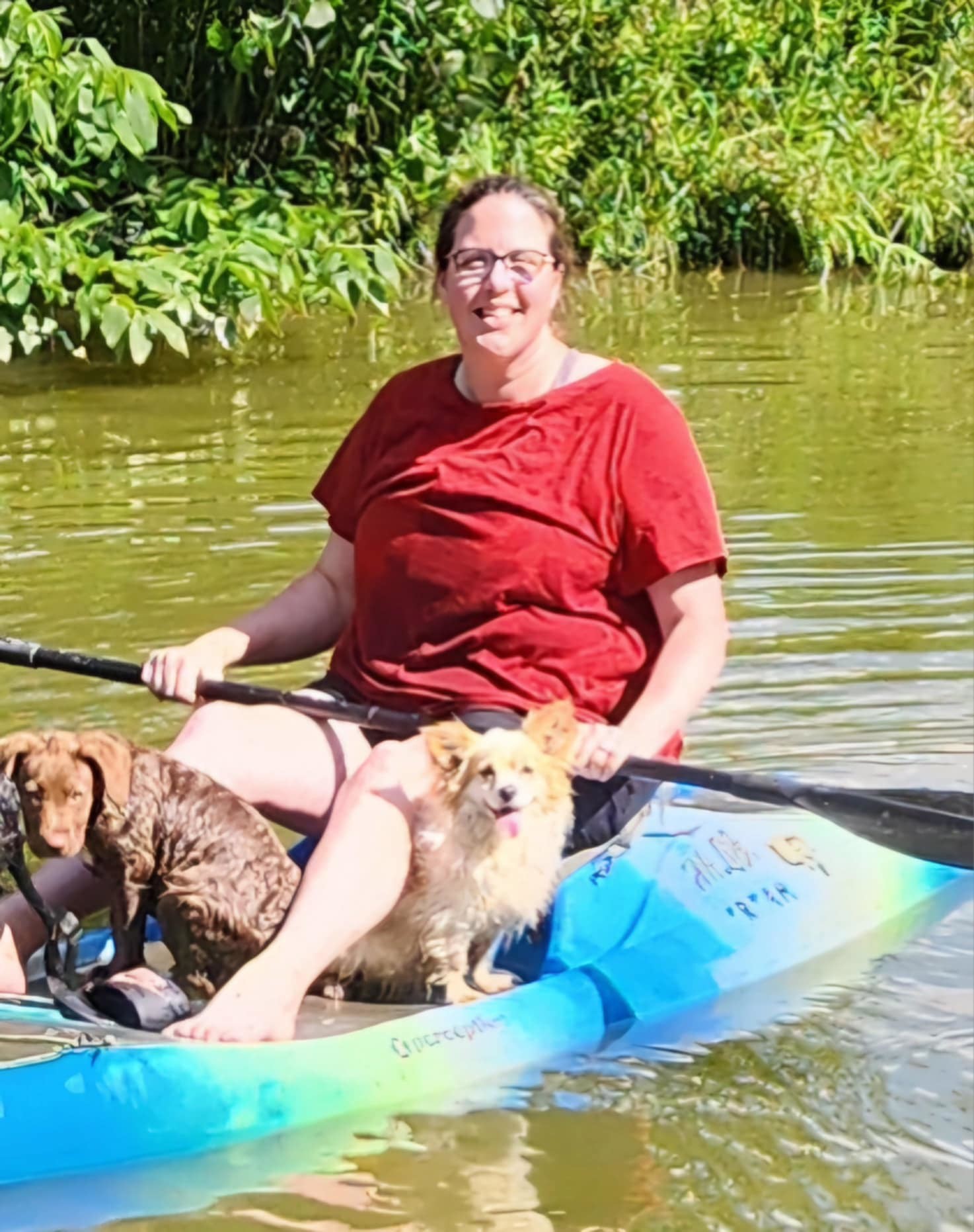 Benny Walworth Kramer, an adoptable Chihuahua, Pomeranian in Cuba, NY, 14727 | Photo Image 3