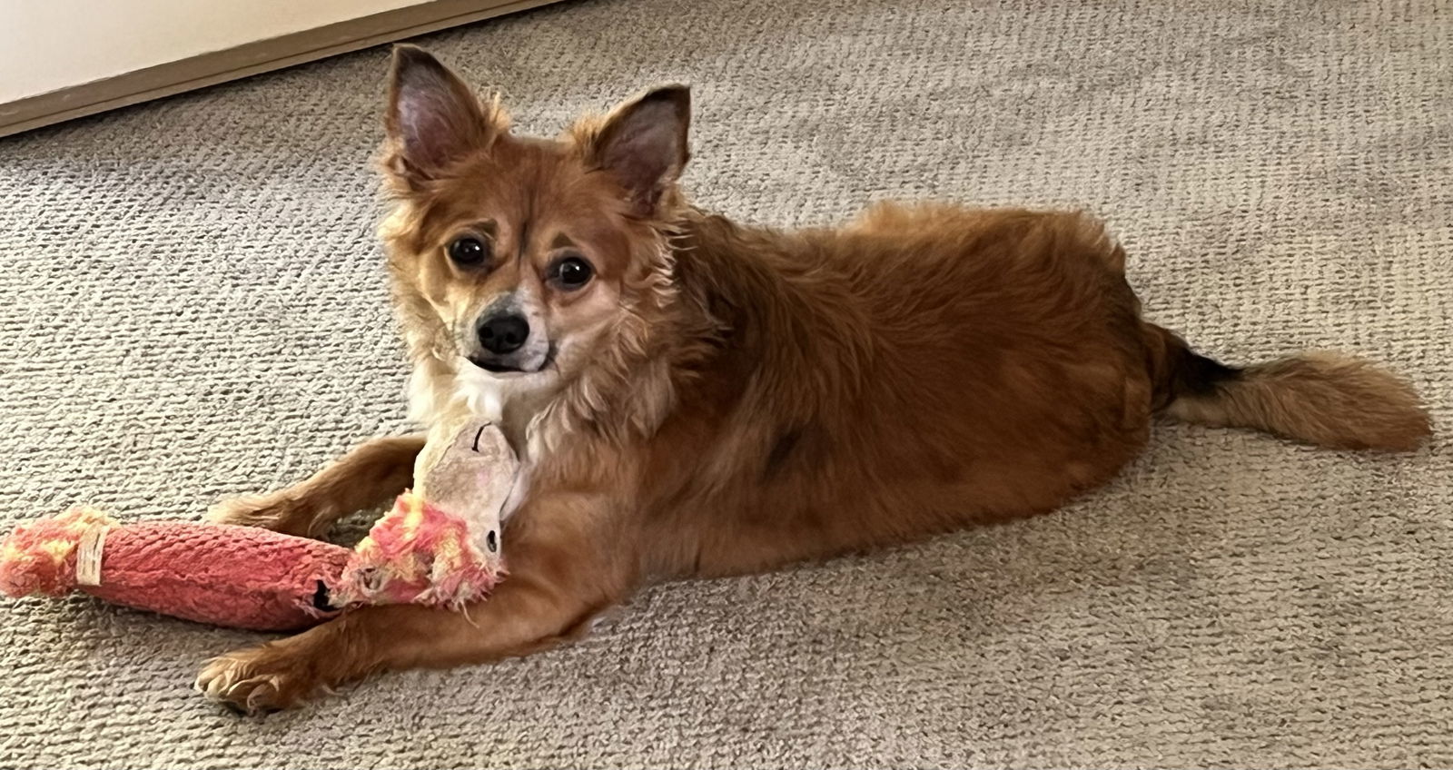 Koda Walworth Kramer, an adoptable Shetland Sheepdog / Sheltie, Pomeranian in Cuba, NY, 14727 | Photo Image 1