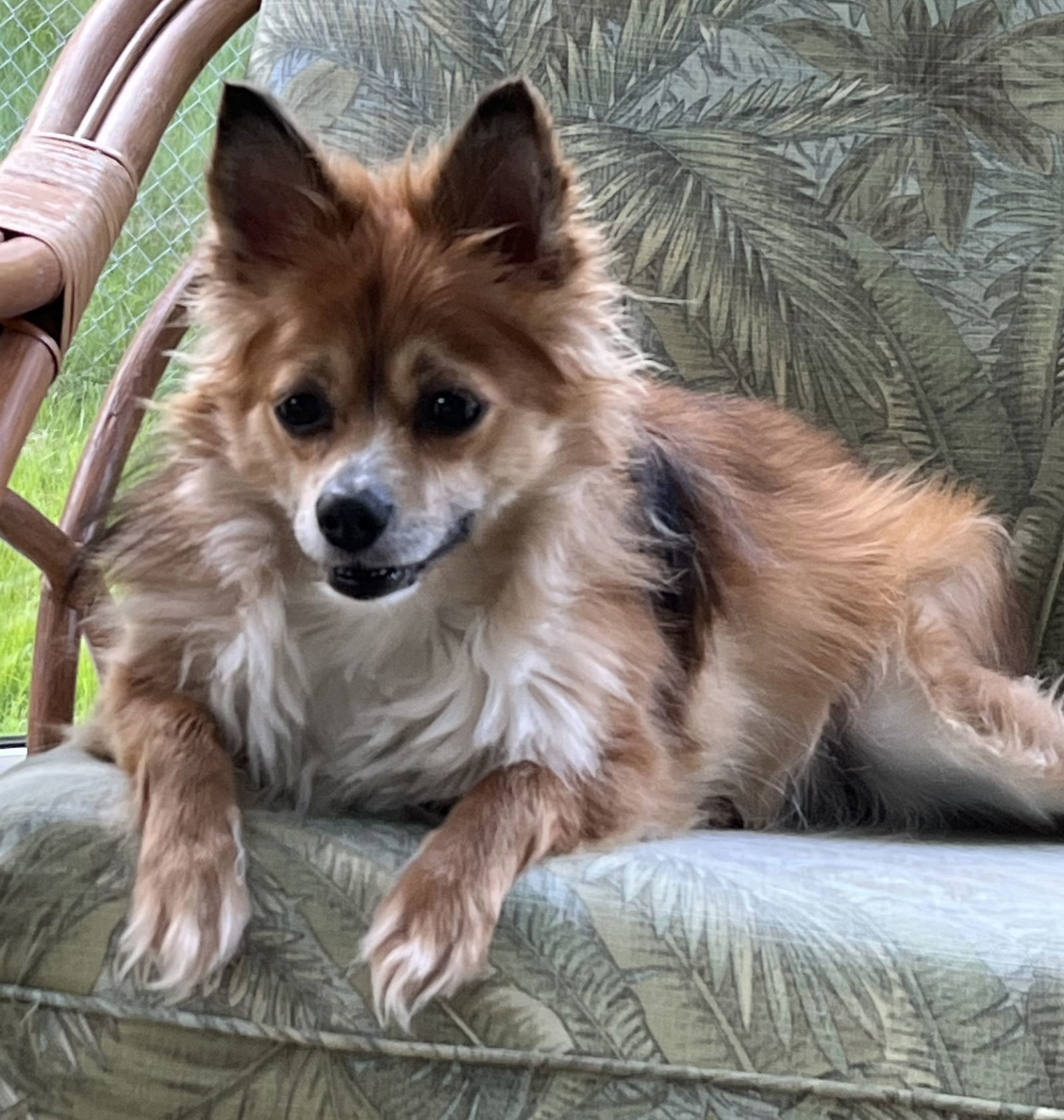 Koda Walworth Kramer, an adoptable Shetland Sheepdog / Sheltie, Pomeranian in Cuba, NY, 14727 | Photo Image 2