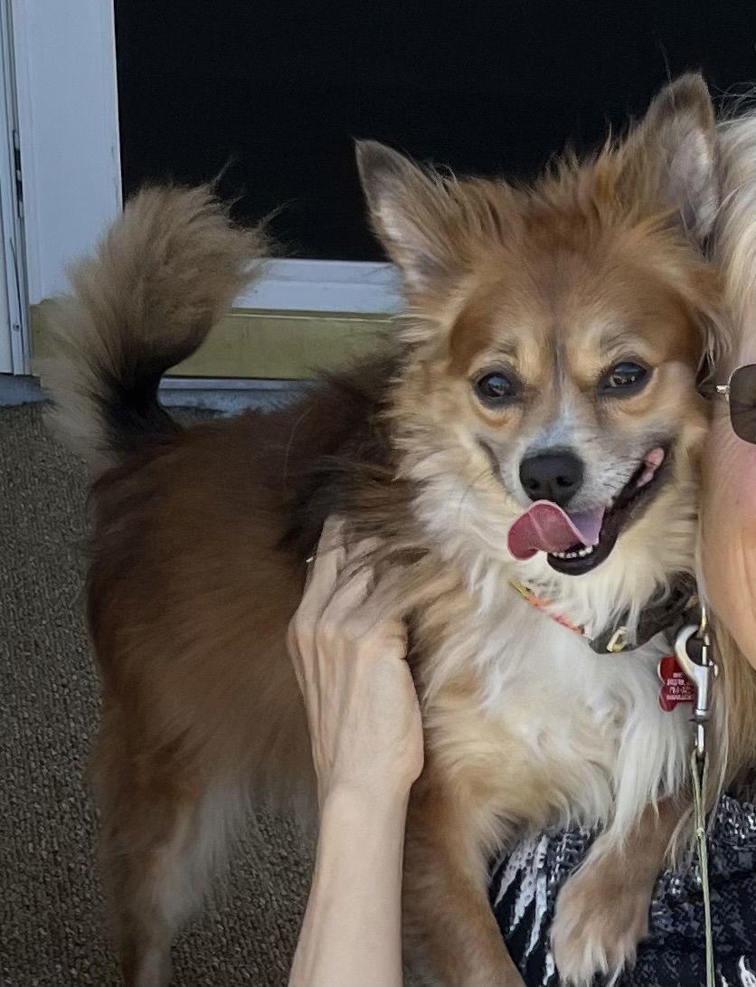 Koda Walworth Kramer, an adoptable Shetland Sheepdog / Sheltie, Pomeranian in Cuba, NY, 14727 | Photo Image 3