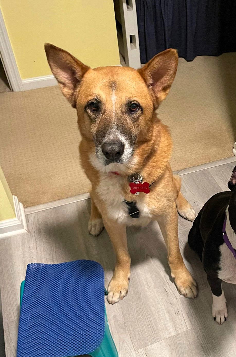 Ripples, an adoptable Mixed Breed in Shelburne, VT, 05482 | Photo Image 1