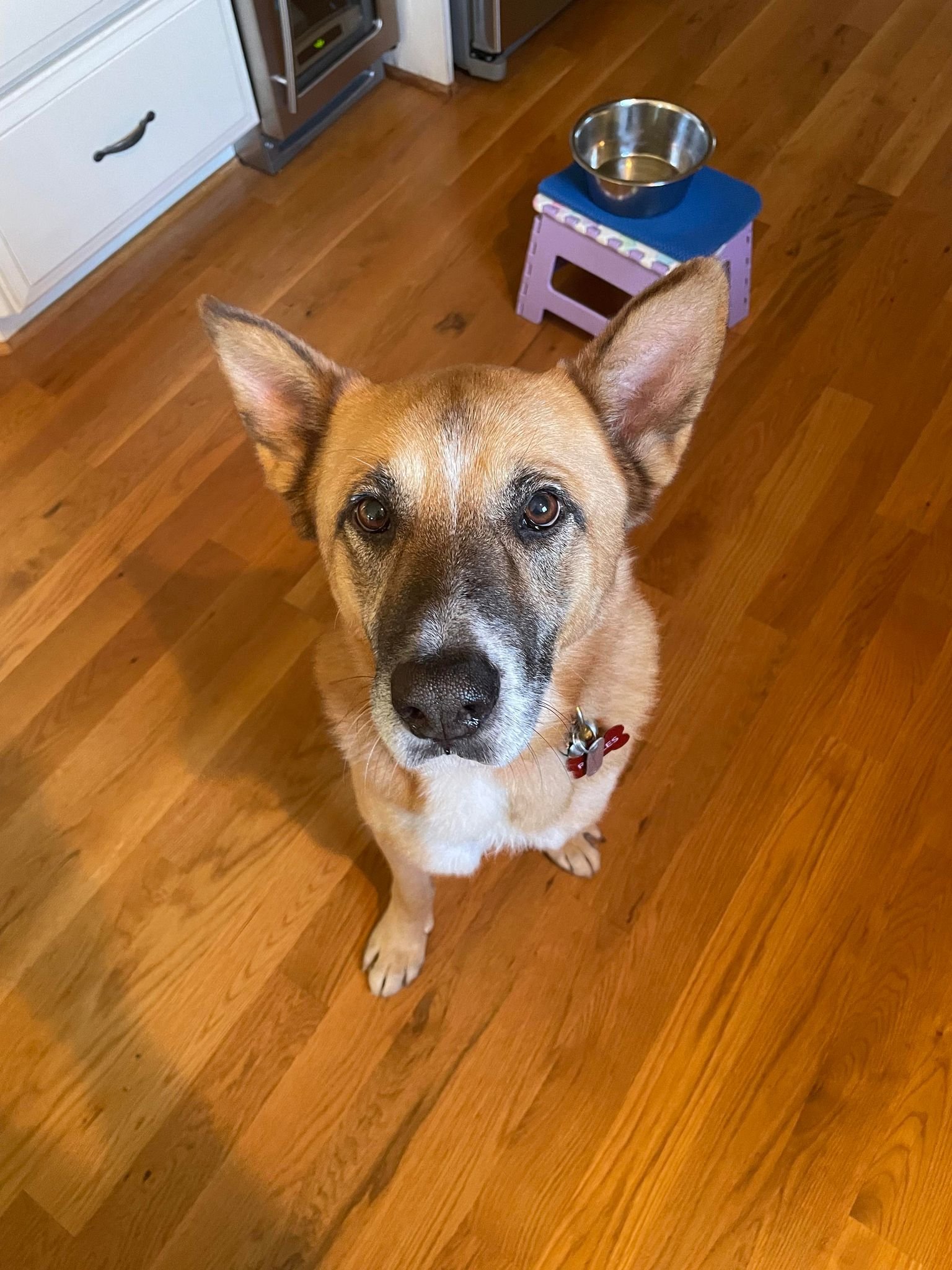 Ripples, an adoptable Mixed Breed in Shelburne, VT, 05482 | Photo Image 2