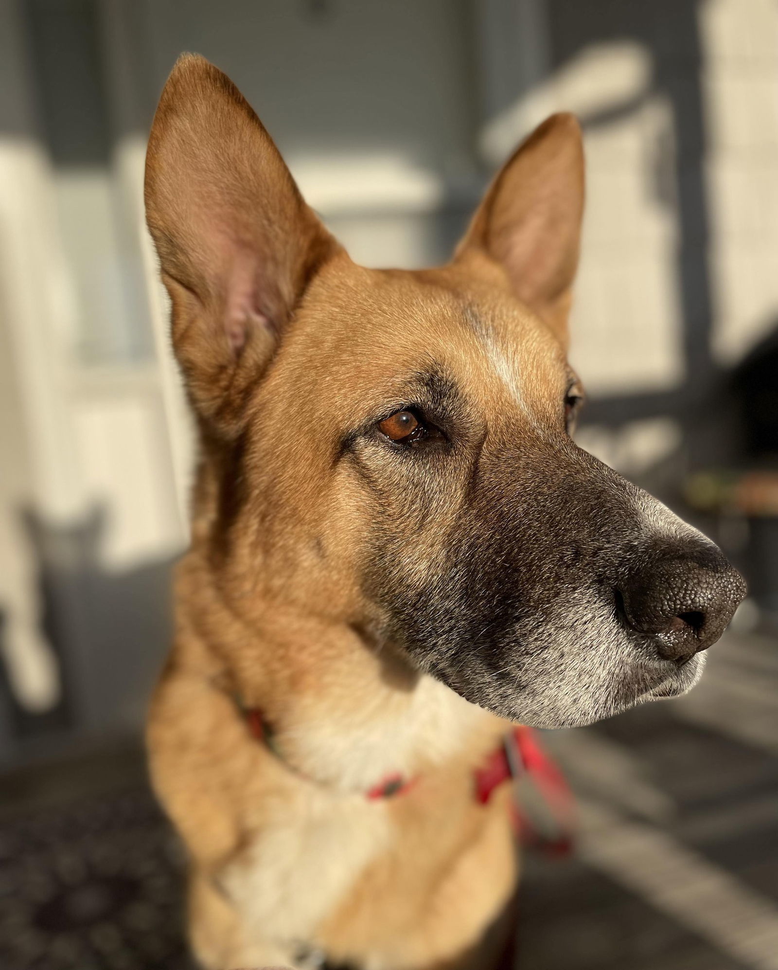 Ripples, an adoptable Mixed Breed in Shelburne, VT, 05482 | Photo Image 3