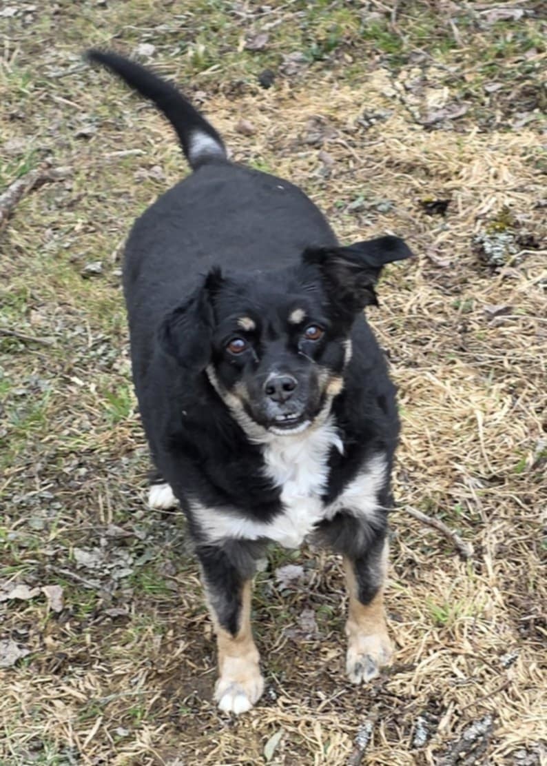 Layla Walworth Kramer, an adoptable Shetland Sheepdog / Sheltie, Australian Shepherd in Cuba, NY, 14727 | Photo Image 1