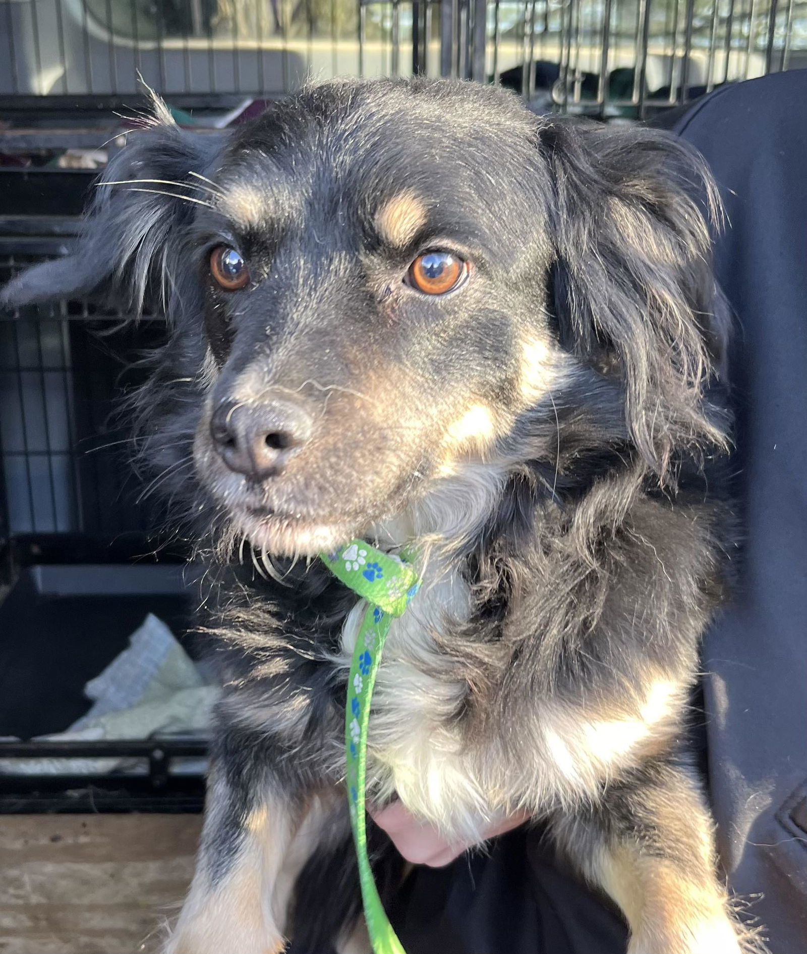 Layla Walworth Kramer, an adoptable Shetland Sheepdog / Sheltie, Australian Shepherd in Cuba, NY, 14727 | Photo Image 3