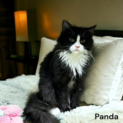 Panda, an adoptable Domestic Long Hair & Domestic Short Hair Mix in Cumberland, MD_image-1